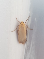 Eilema depressa