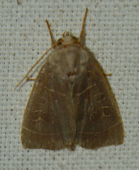 Ipimorpha subtusa