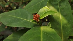 Ixora