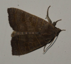 Ipimorpha subtusa