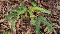 Gleicheniaceae