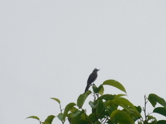 Pycnonotus goiavier analis