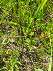 Potentilla thuringiaca