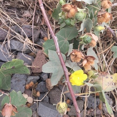 Gossypium tomentosum