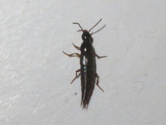 Quedius maurorufus