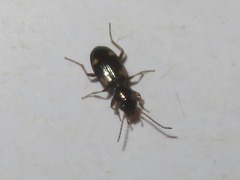 Bembidion quadrimaculatum