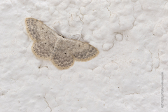 Scopula marginepunctata