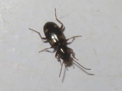 Bembidion quadrimaculatum