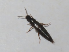 Quedius maurorufus