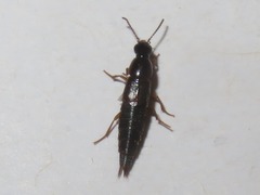 Quedius maurorufus