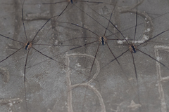 Leiobunum religiosum