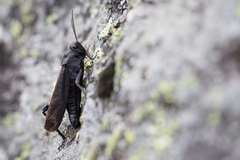 Psophus stridulus