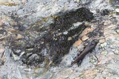 Psophus stridulus