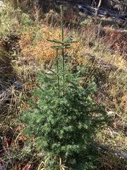 Abies lasiocarpa