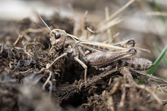 Omocestus haemorrhoidalis
