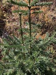 Abies lasiocarpa