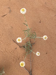 Polycalymma stuartii