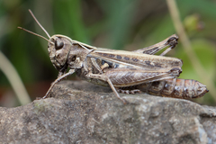Omocestus haemorrhoidalis