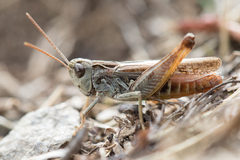 Omocestus haemorrhoidalis