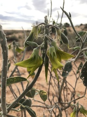 Crotalaria cunninghamii