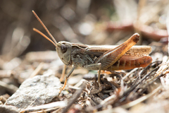 Omocestus haemorrhoidalis