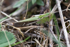 Stenobothrus lineatus