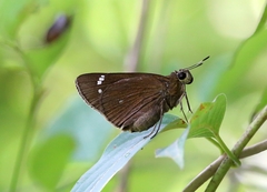 Pelopidas assamensis