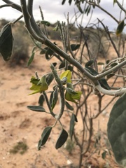 Crotalaria cunninghamii