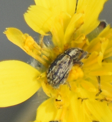 Curculionidae