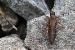 Podisma amedegnatoae