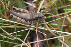 Podisma amedegnatoae