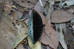 Lexias pardalis jadeitina