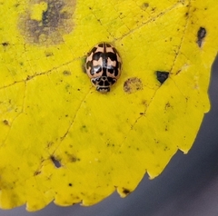 Oenopia conglobata