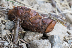 Chorthippus apricarius