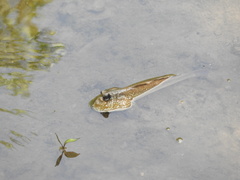 Periophthalmodon schlosseri