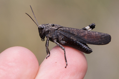Psophus stridulus