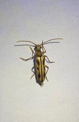 Ortholeptura valida