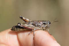 Podisma amedegnatoae