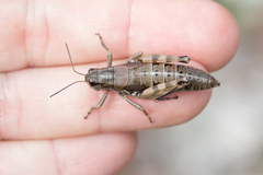 Podisma amedegnatoae