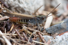 Chorthippus biguttulus