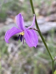 Arthropodium strictum