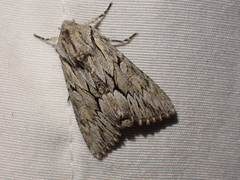 Fishia yosemitae