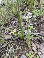 Arthropodium strictum