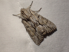 Fishia yosemitae