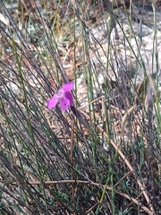 Dianthus lusitanus