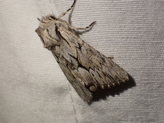 Fishia yosemitae
