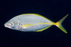 Pseudocaranx dentex