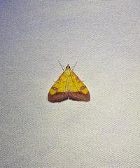 Pyrausta perrubralis