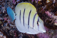Acanthurus triostegus