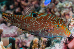 Canthigaster papua